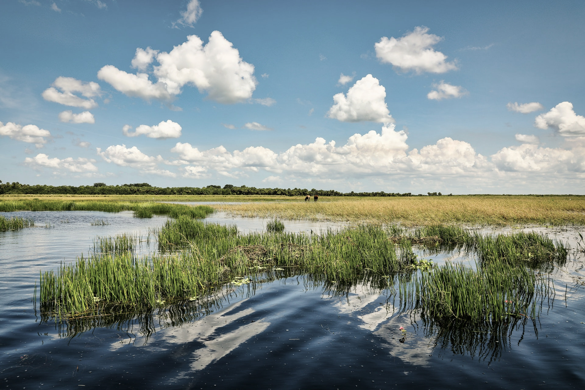 Floridian Nature
